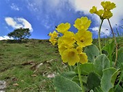 Rif. Capanna 2000 ad anello con fiori e nebbia-6giu23 - FOTOGALLERY